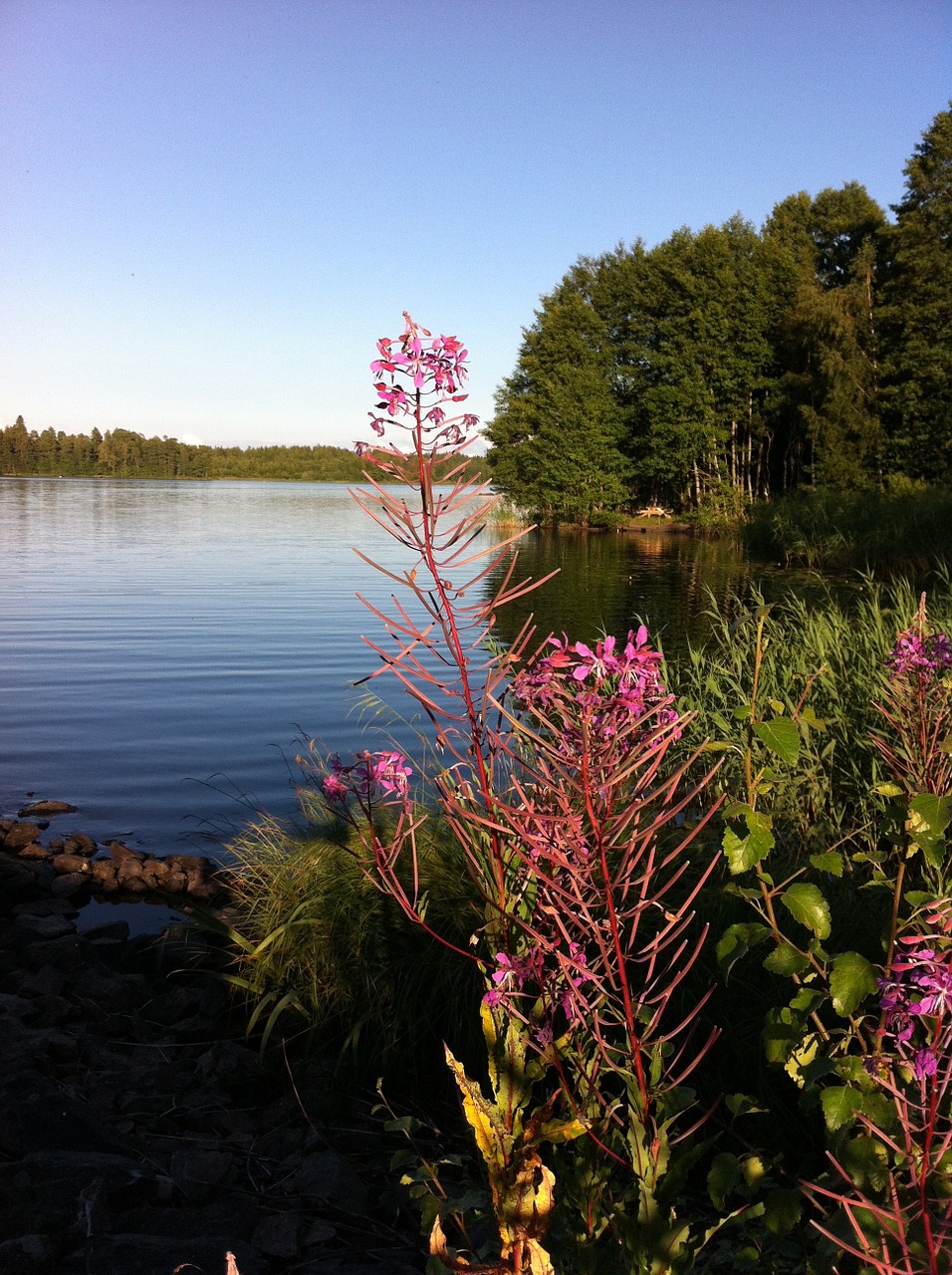 lake flowers forest free photo