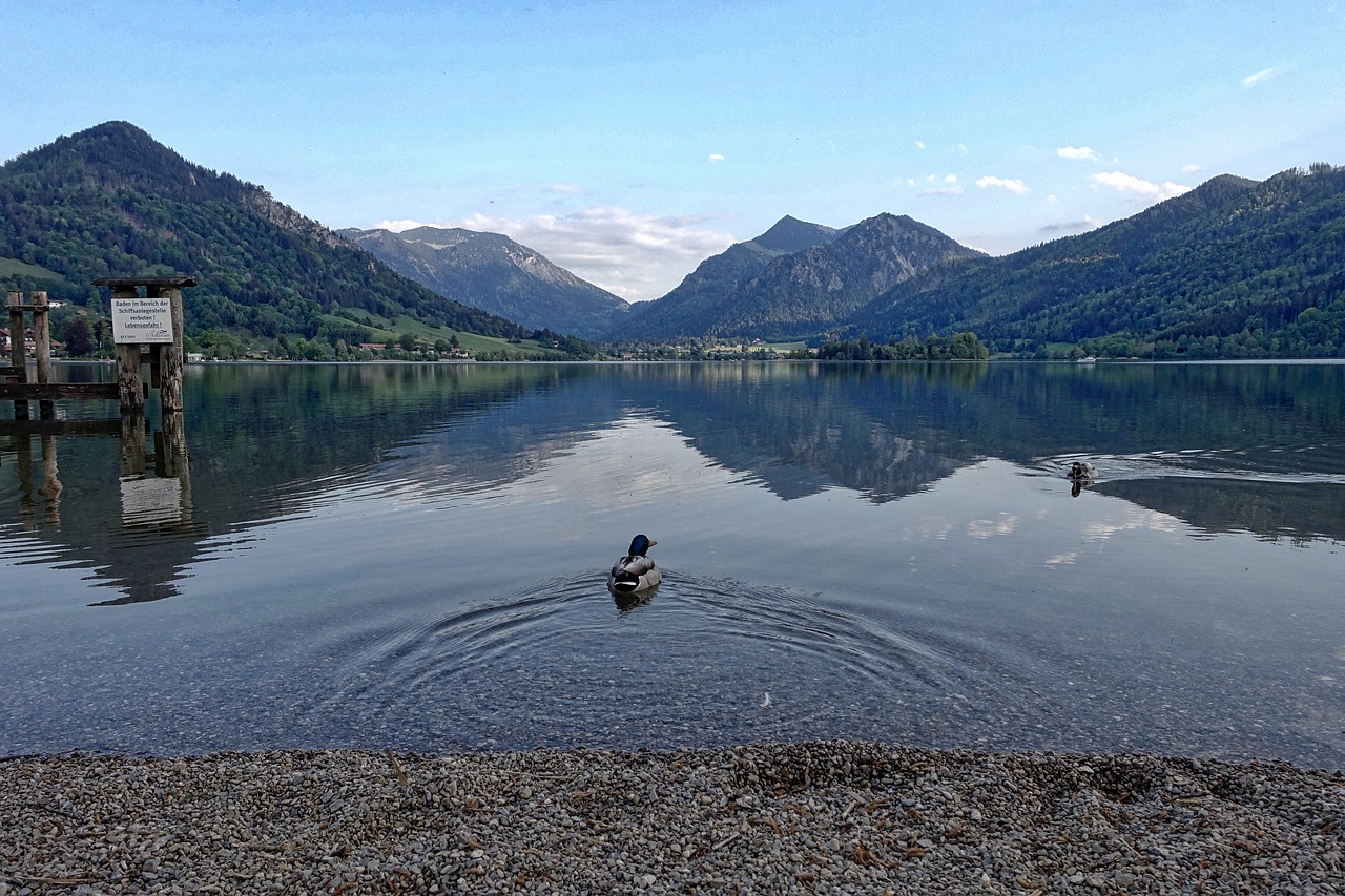 lake mountains duck free photo