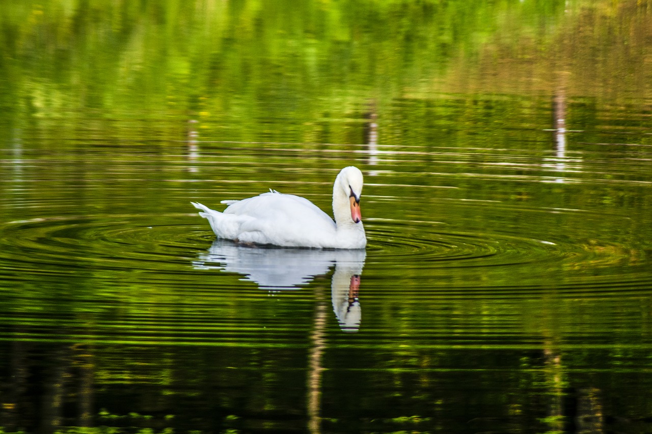 lake water swan free photo