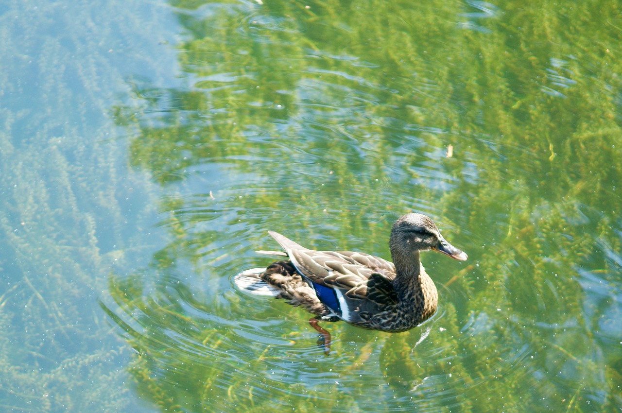 lake duck bird free photo