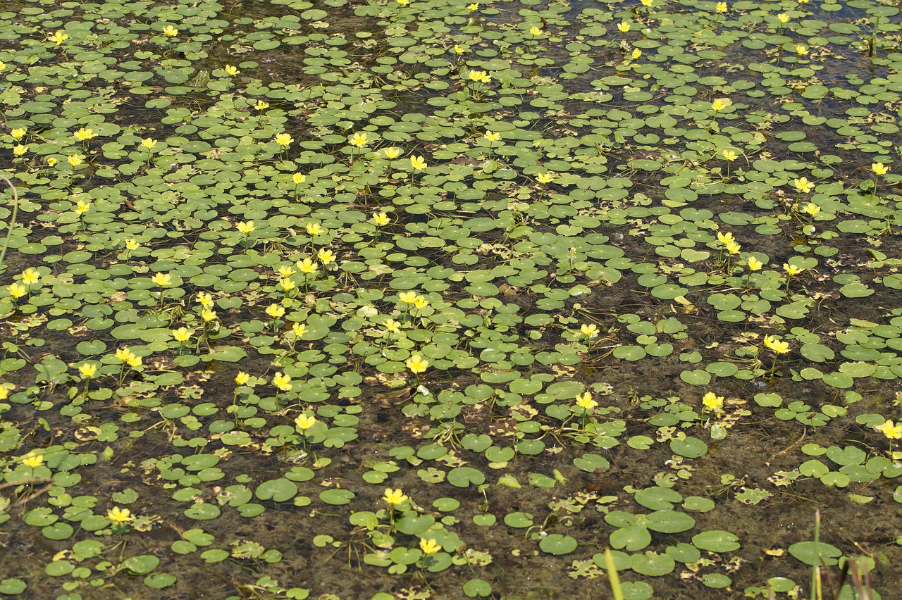 lake yellow yellow teichrosen free photo