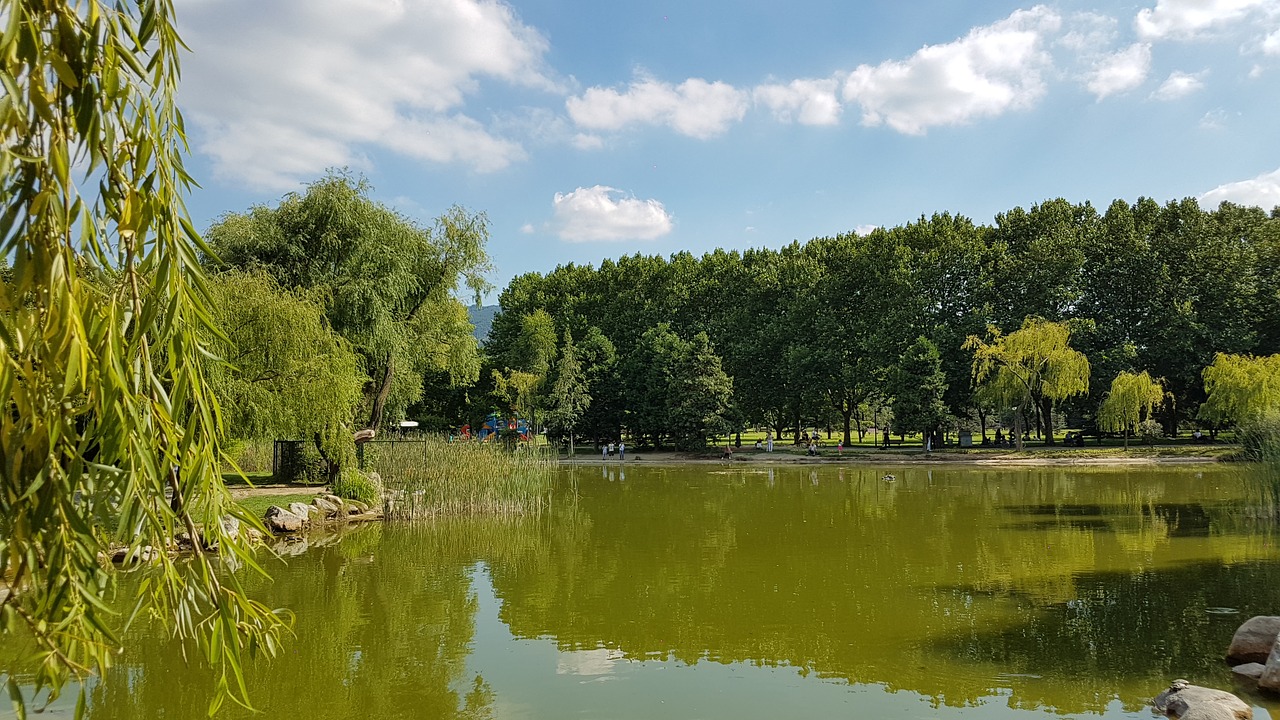 lake landscape tree free photo