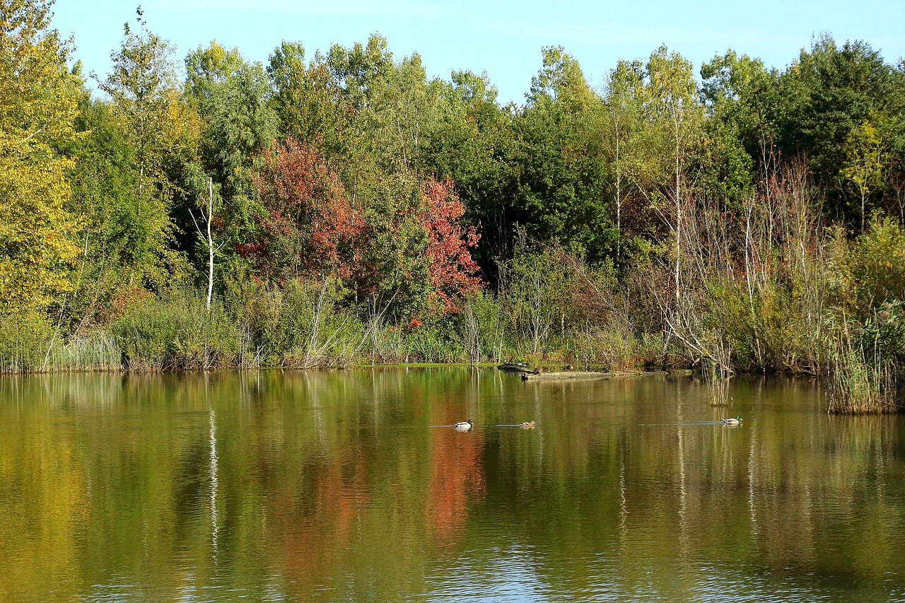 lake forest autumn free photo
