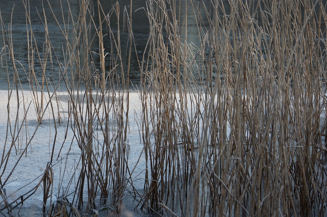 lake winter frost free photo