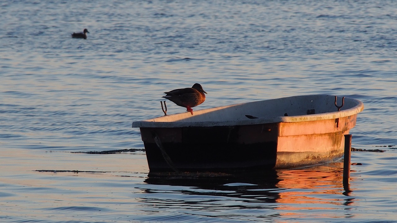 lake duck boot free photo