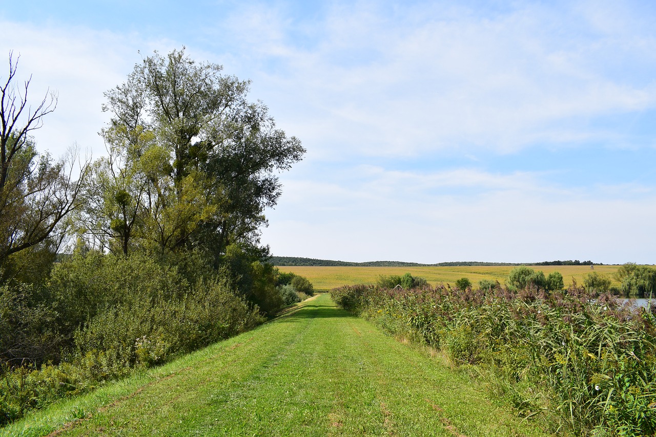 blue green nature free photo