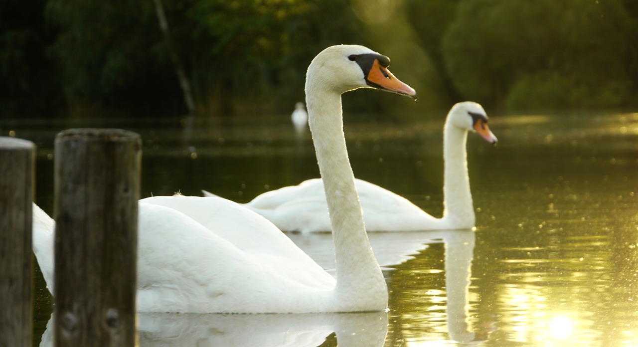 lake swan landscape free photo