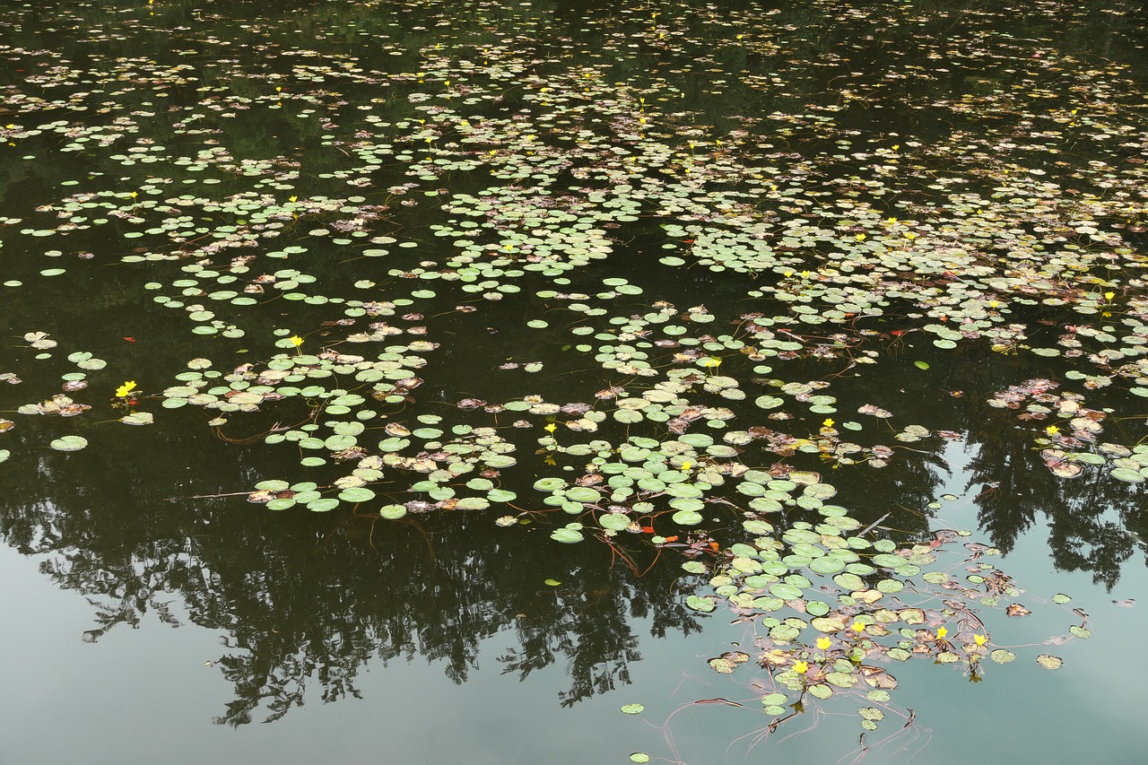 lake pond water lilies free photo