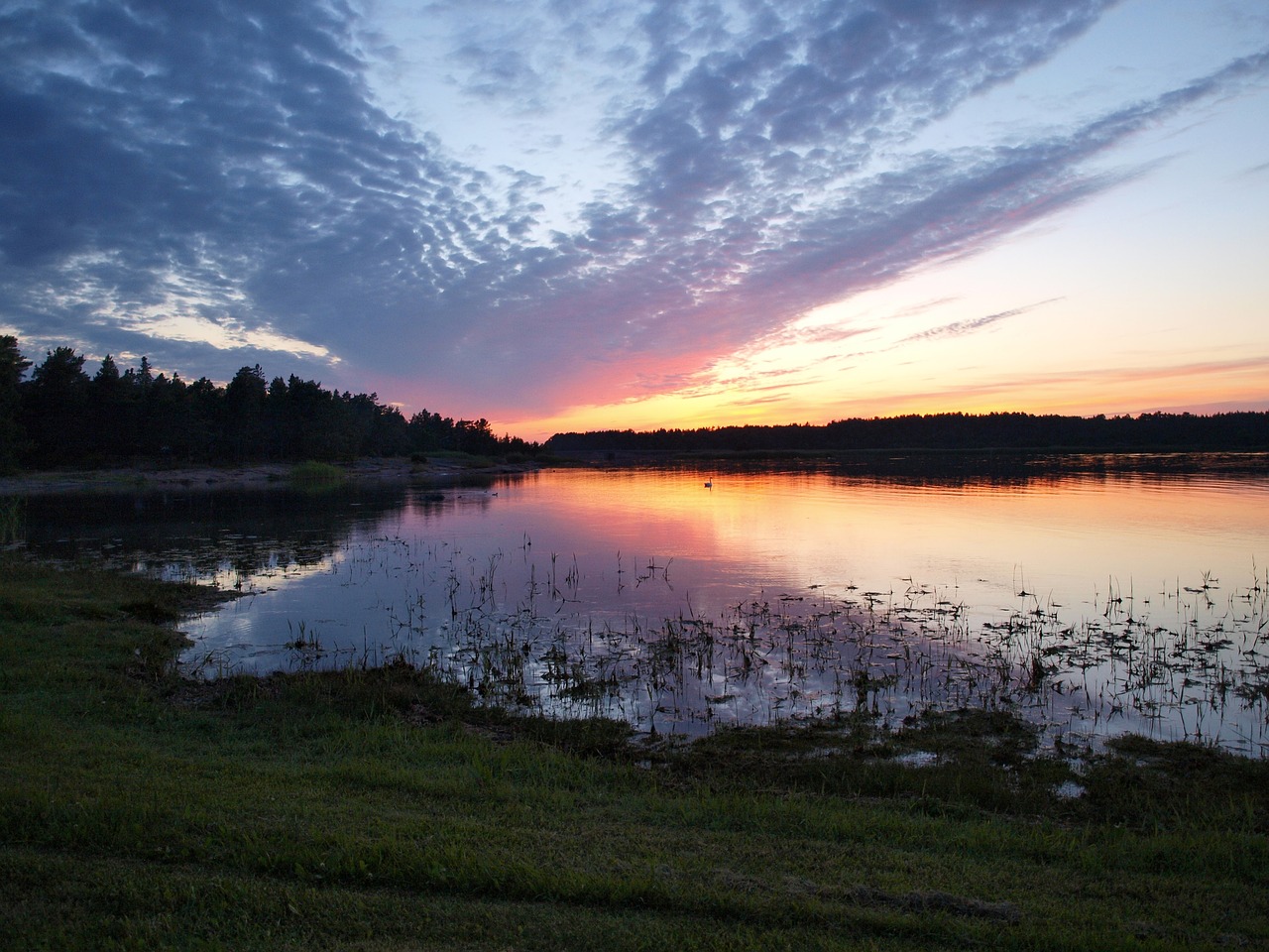 lake swan sunset free photo