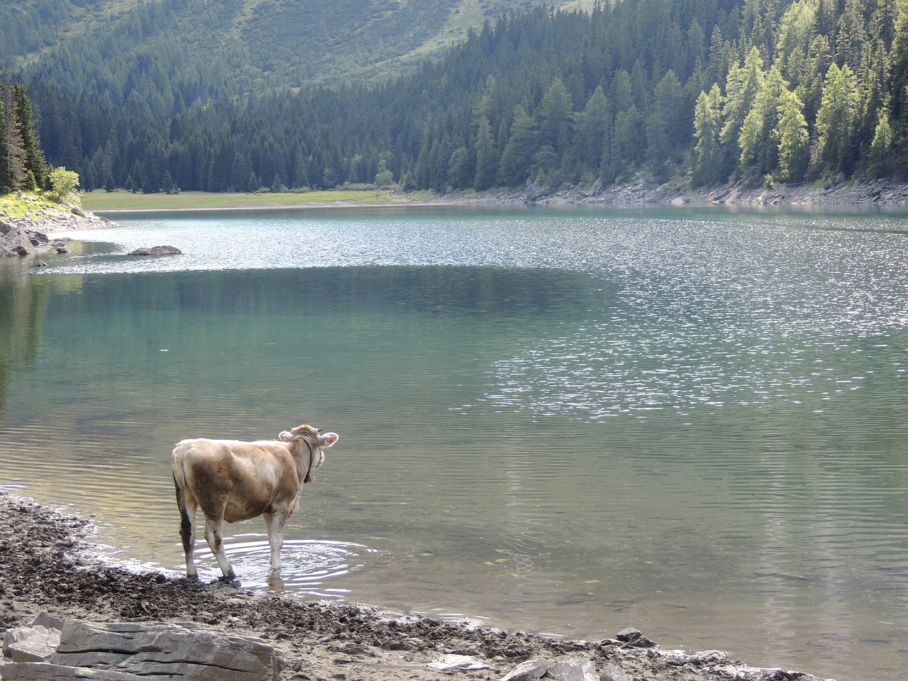 lake bergsee cow free photo