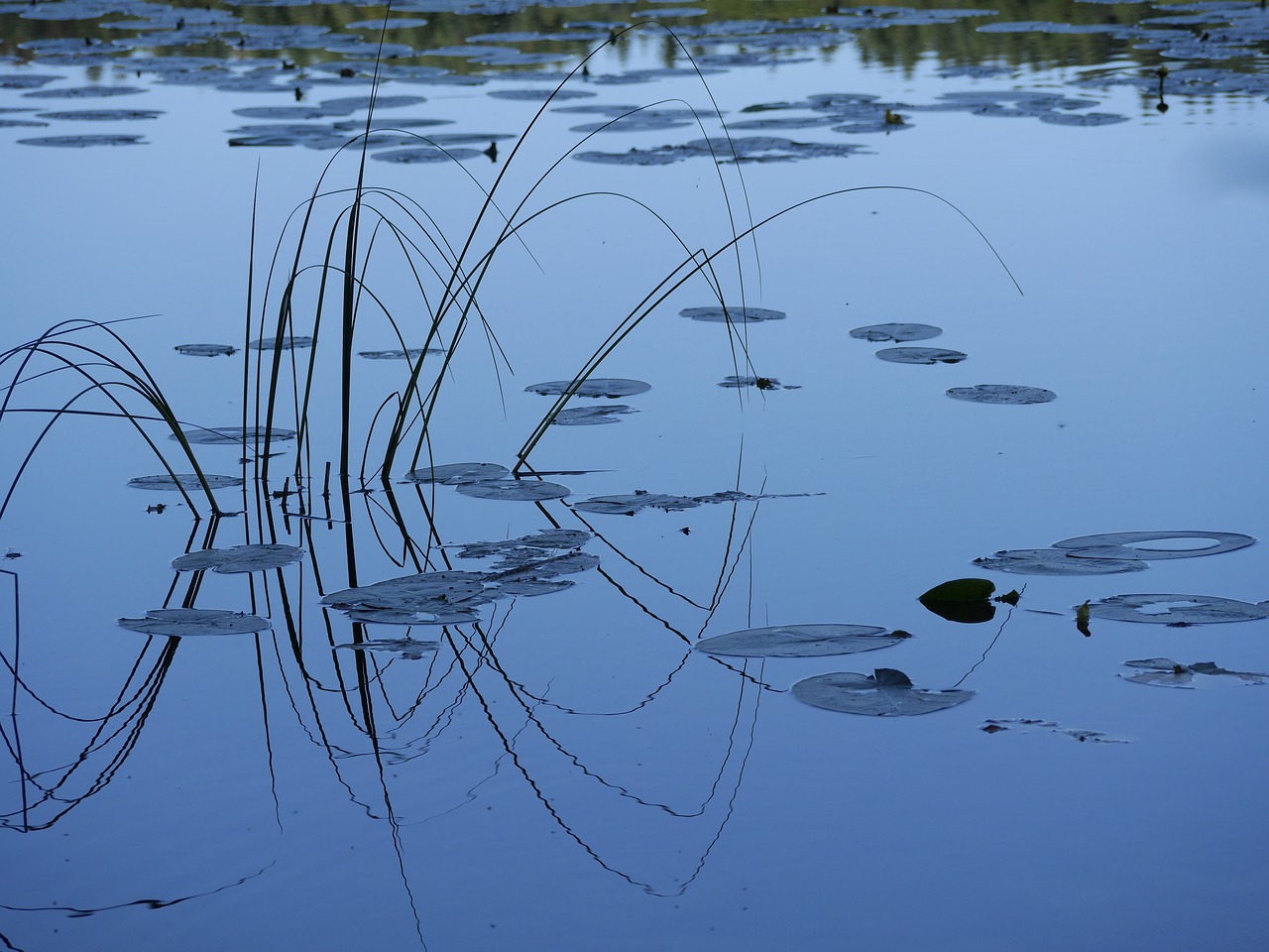 lake reflection lillypads free photo