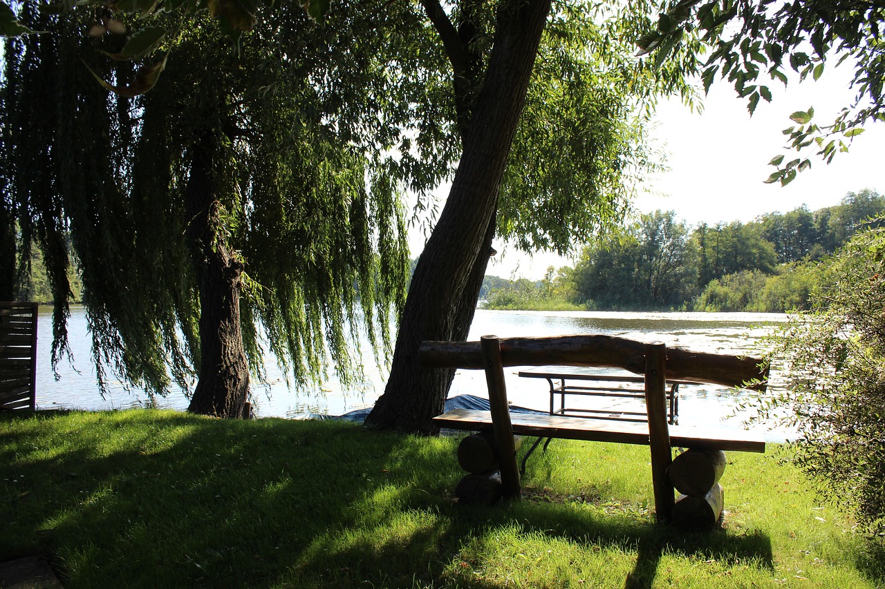 lake bank tree free photo