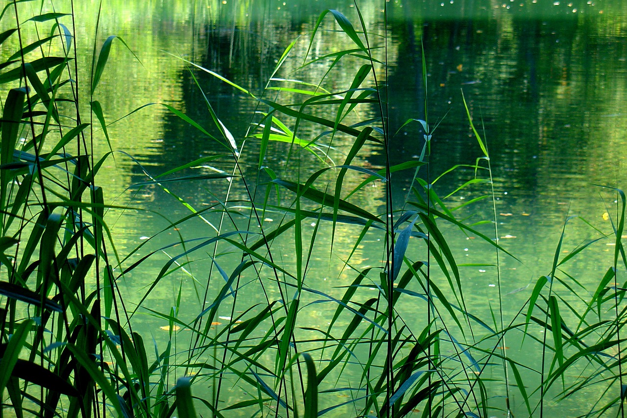 lake pond reed free photo