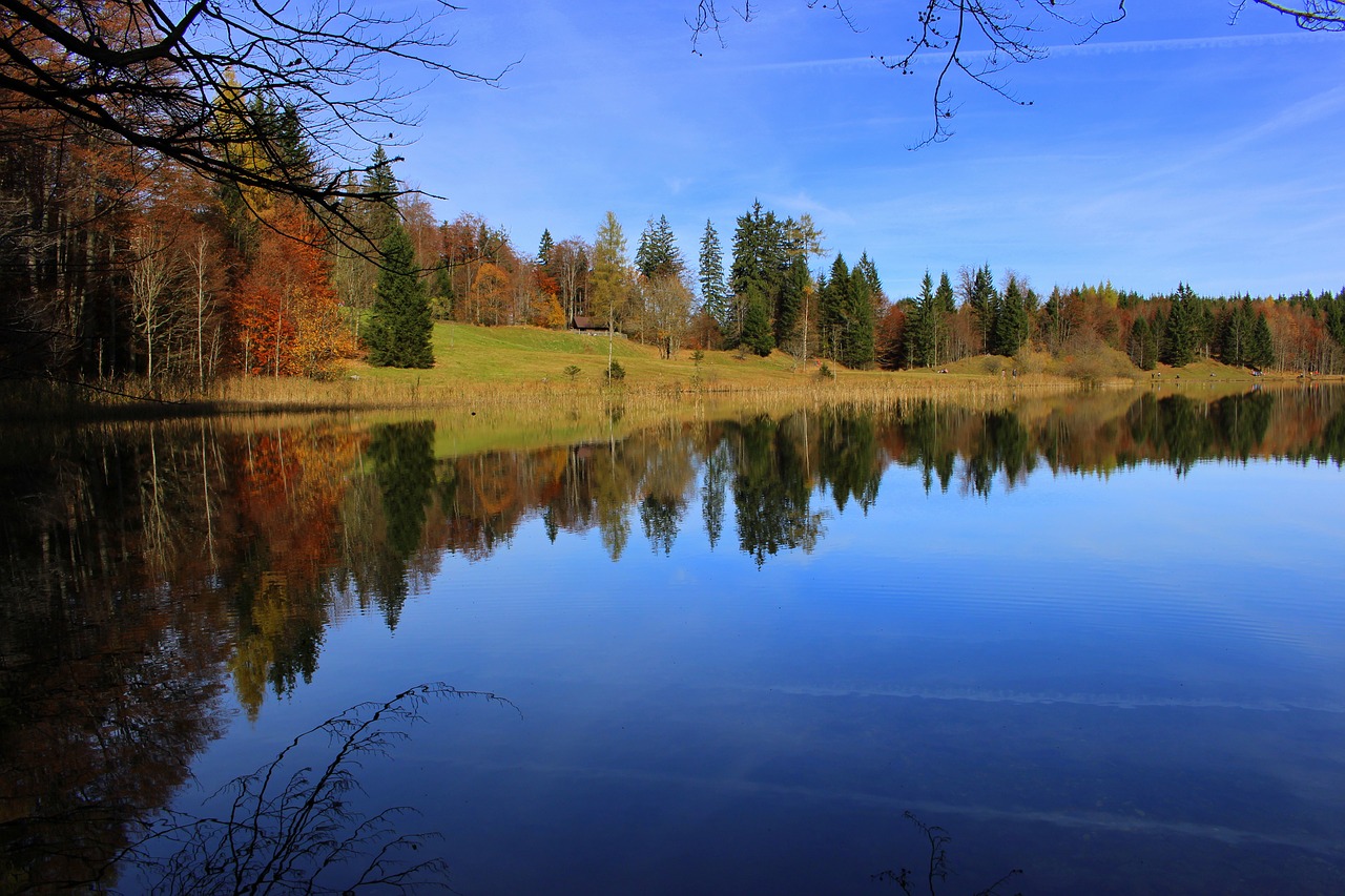 lake forest trees free photo