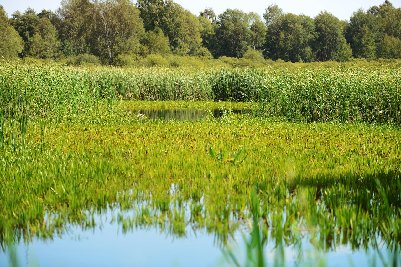 lake rushes swamp free photo