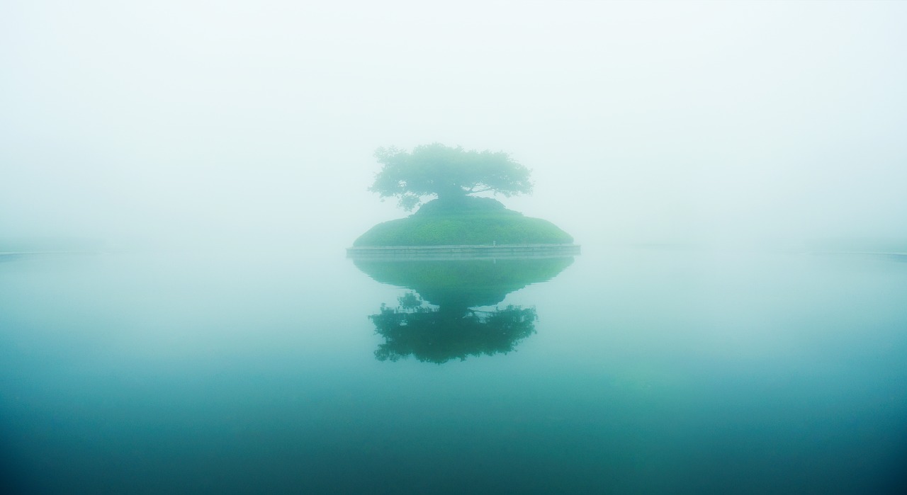 lake fog the tree of life free photo