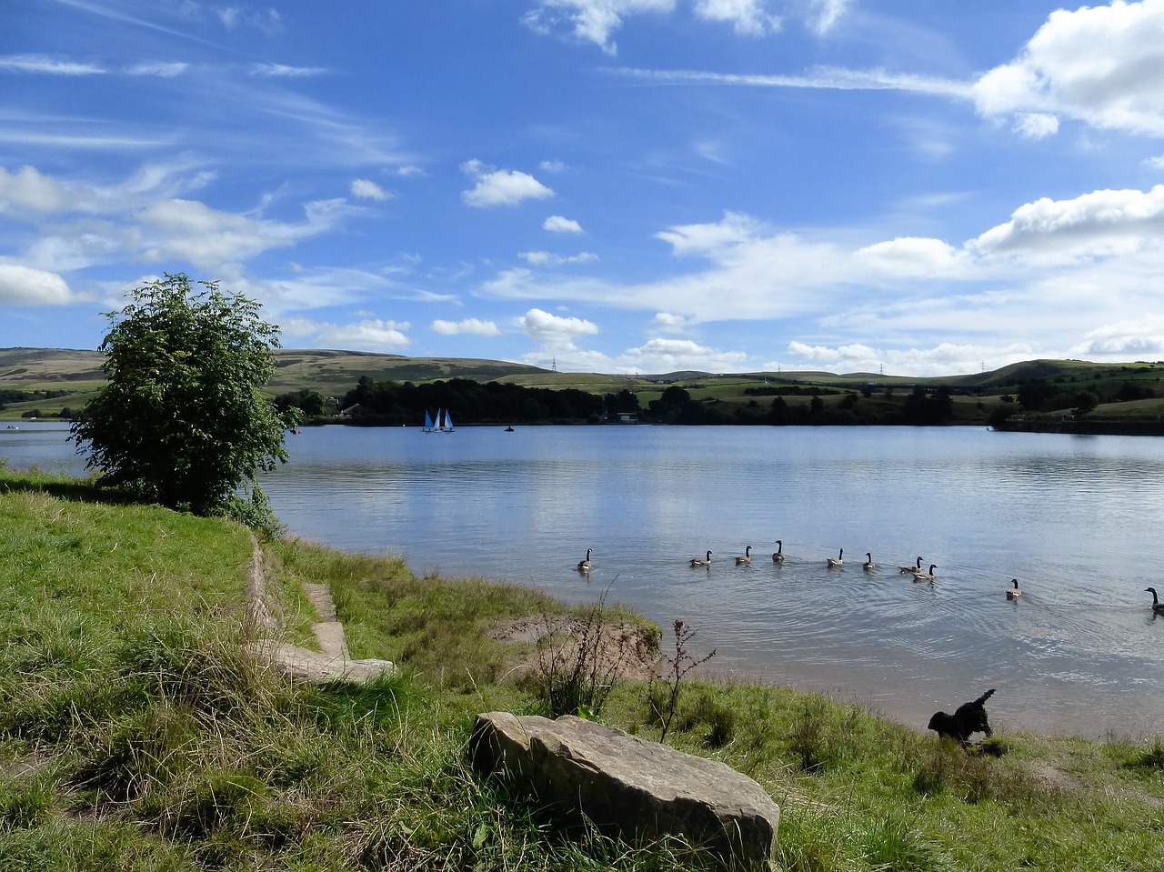 lake dog summer free photo