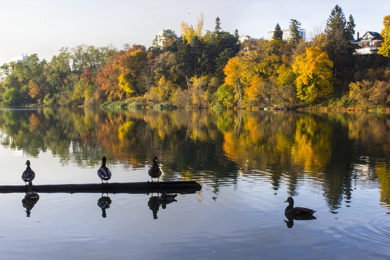 lake ducks autumn free photo