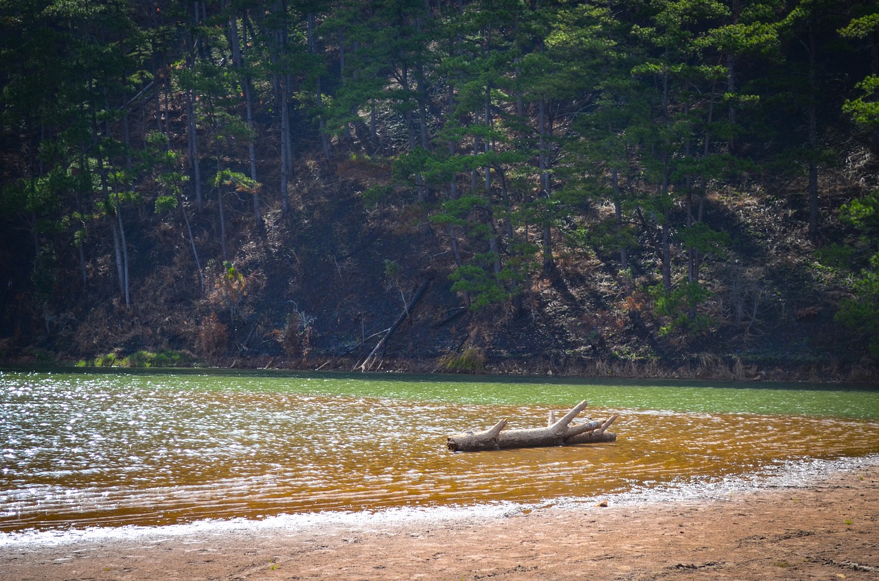 lake lonely pine trees free photo