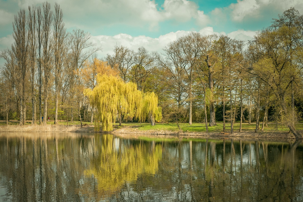 lake pond trees free photo