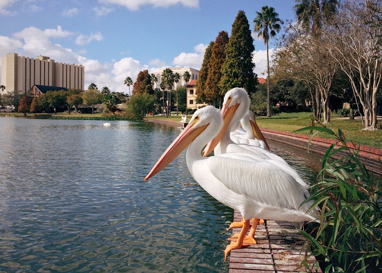 lake pelican florida free photo