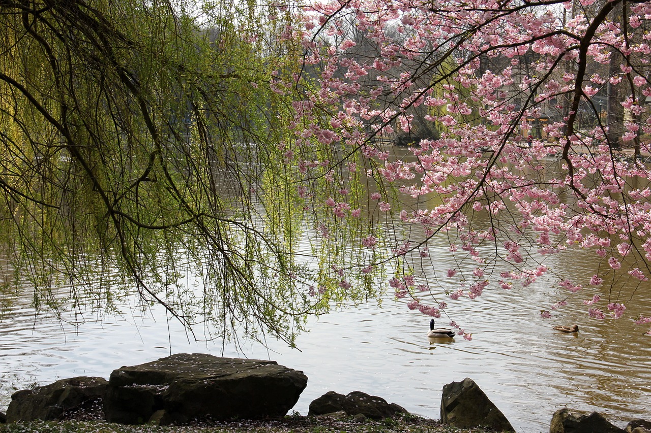 lake pond water free photo