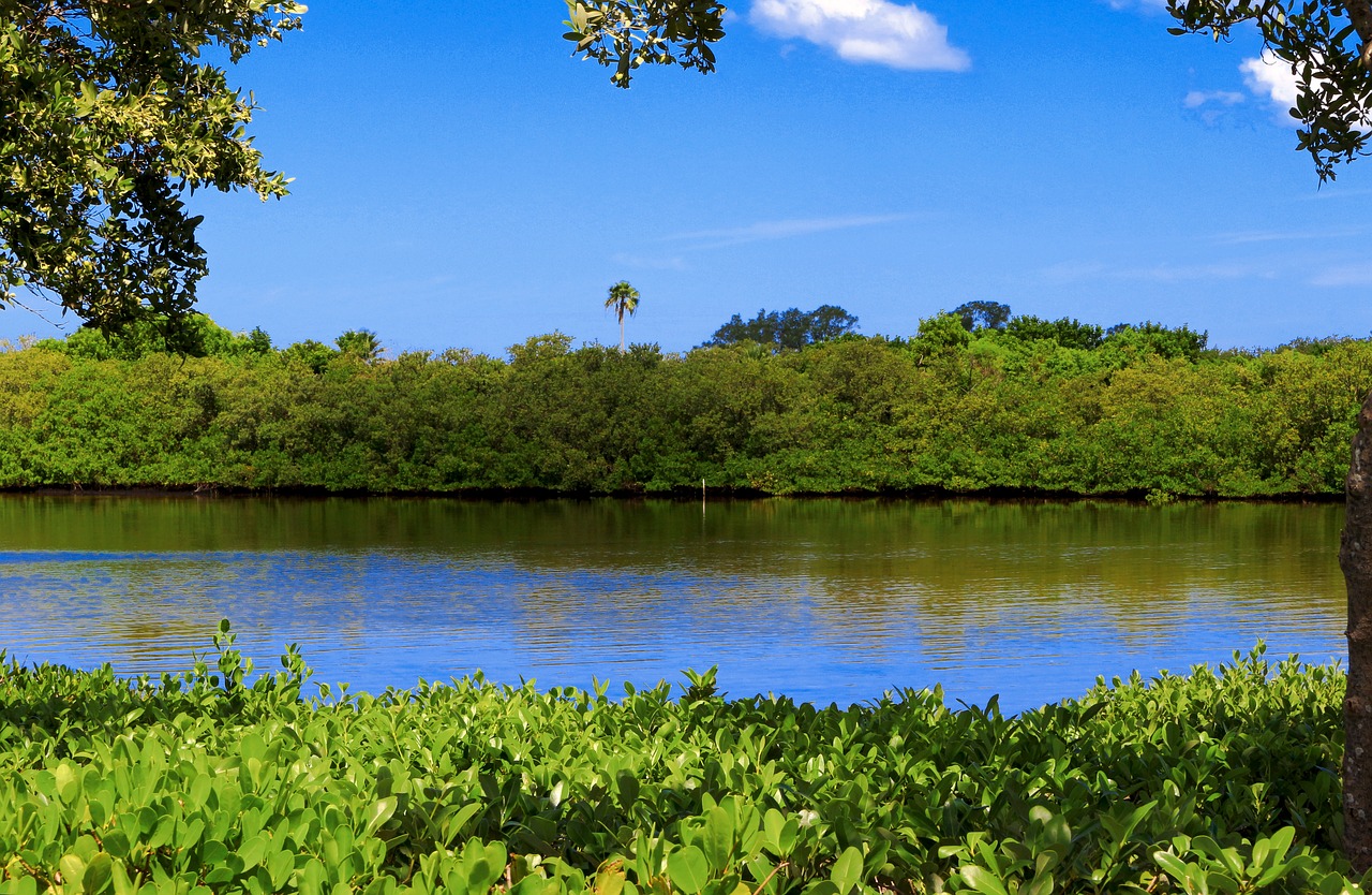 lake mangrove swamp forest free photo