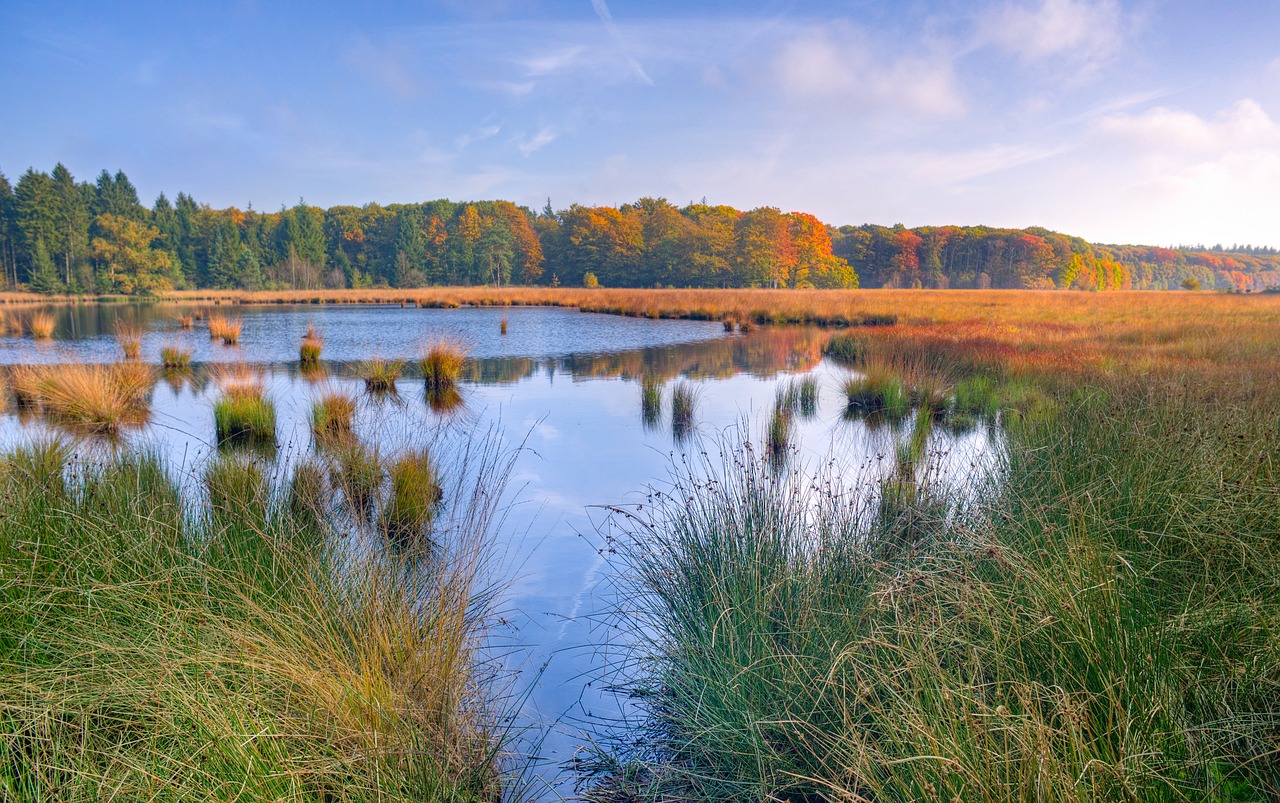 lake trees autumn free photo