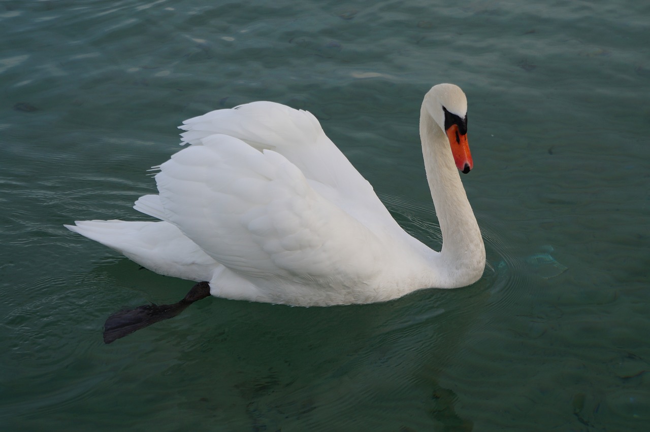 lake swan annecy free photo