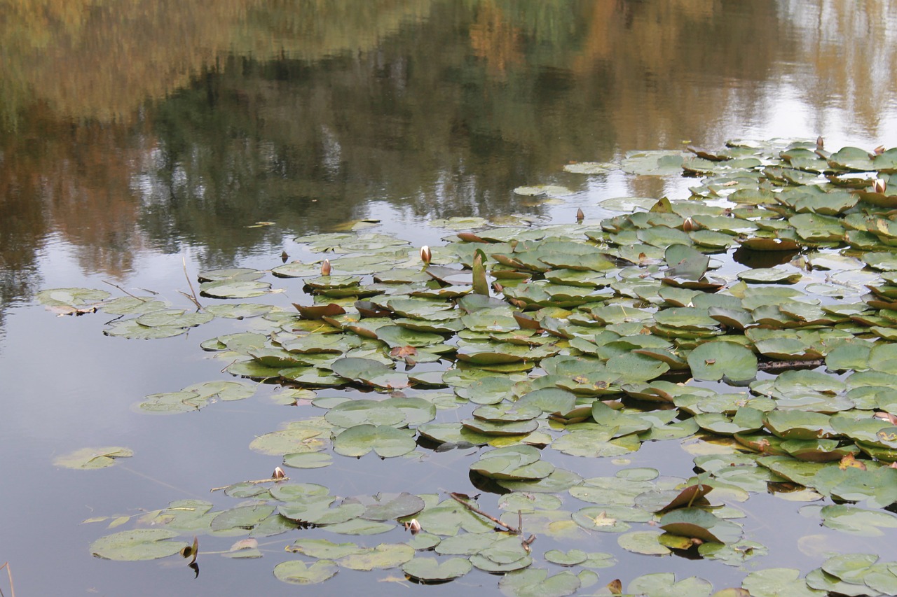 lake denmark pond free photo