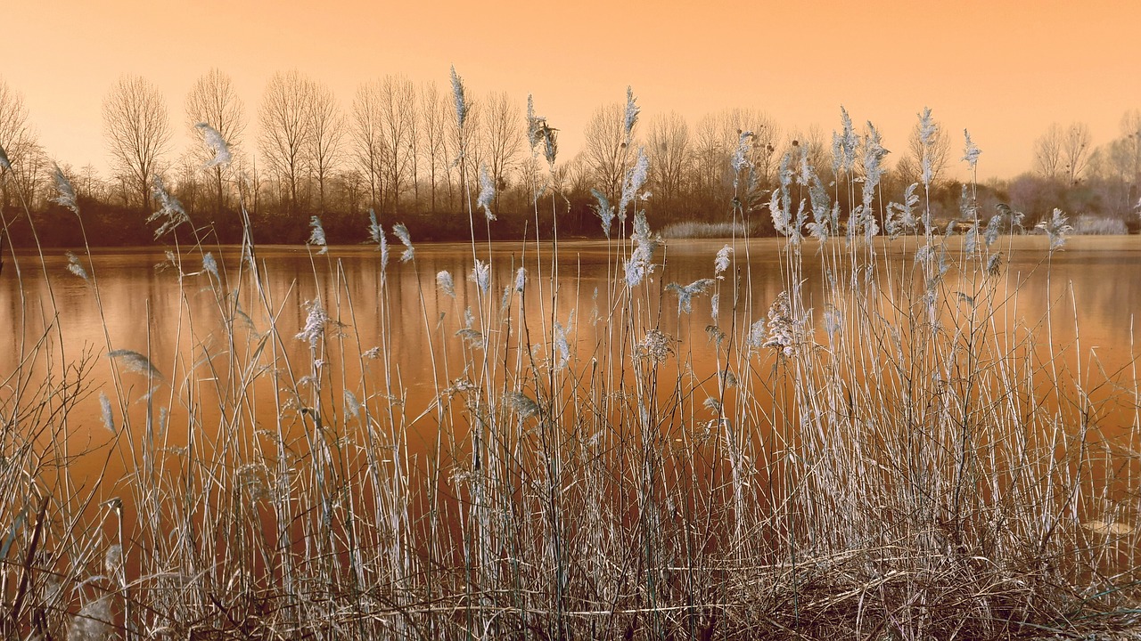 lake reed afterglow free photo