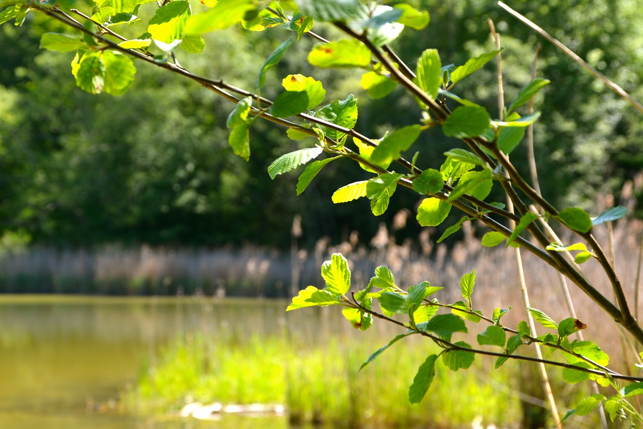 lake tree summer free photo