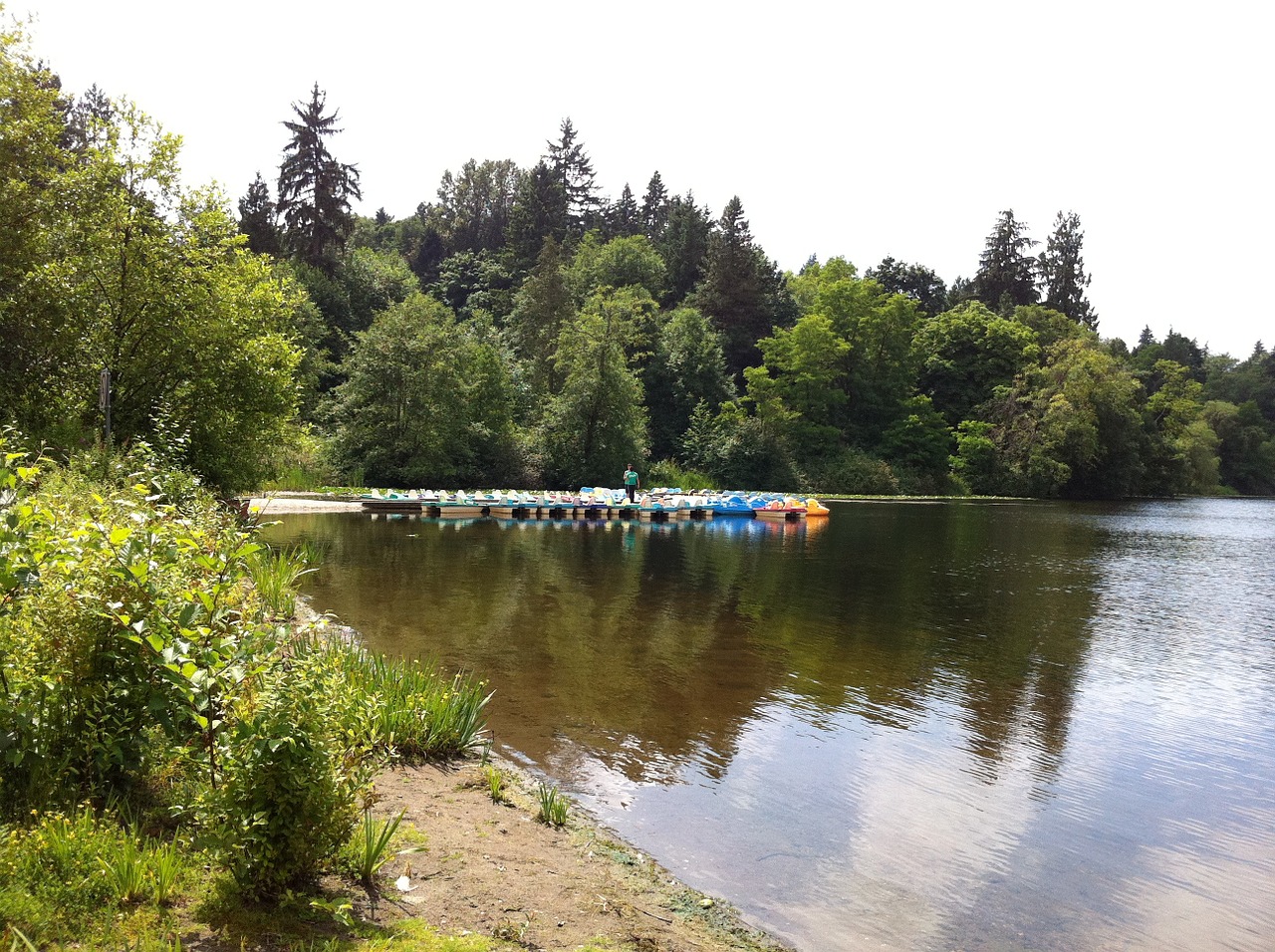 lake water forest free photo