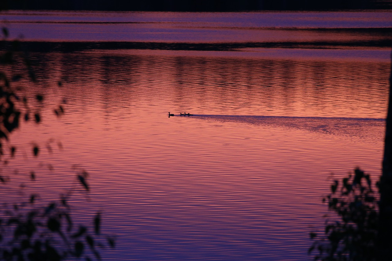 lake sunset ducks free photo