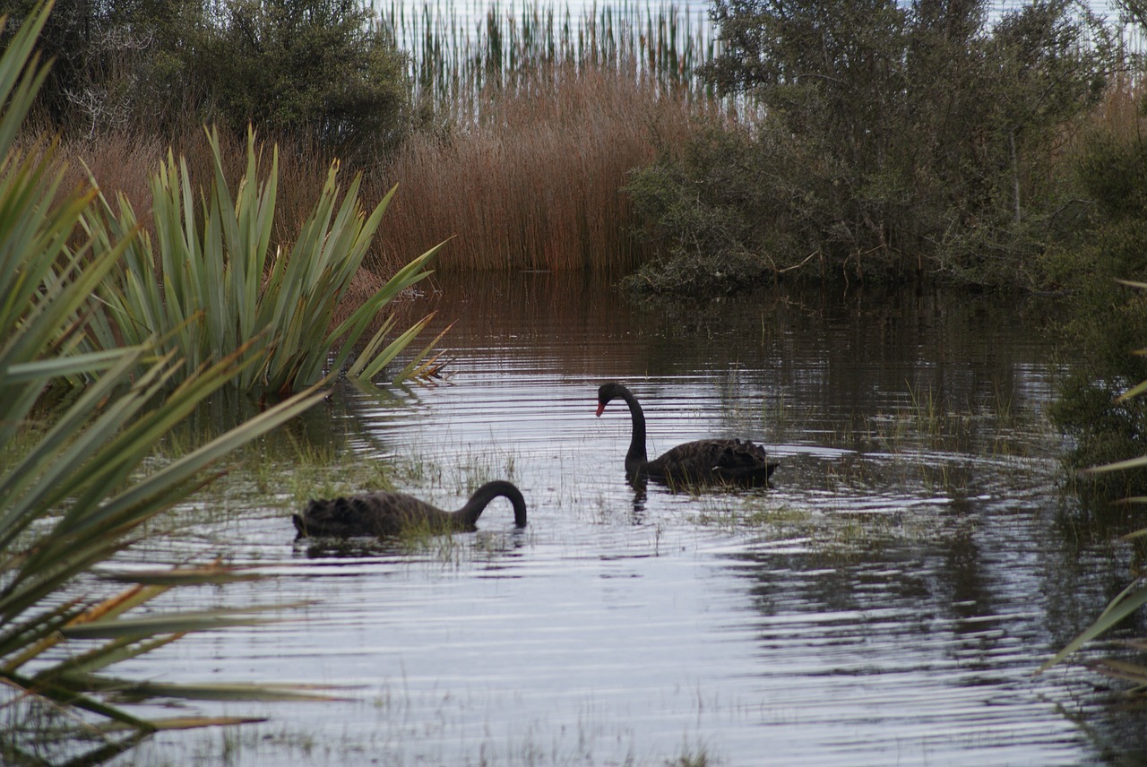 lake swan black swan free photo