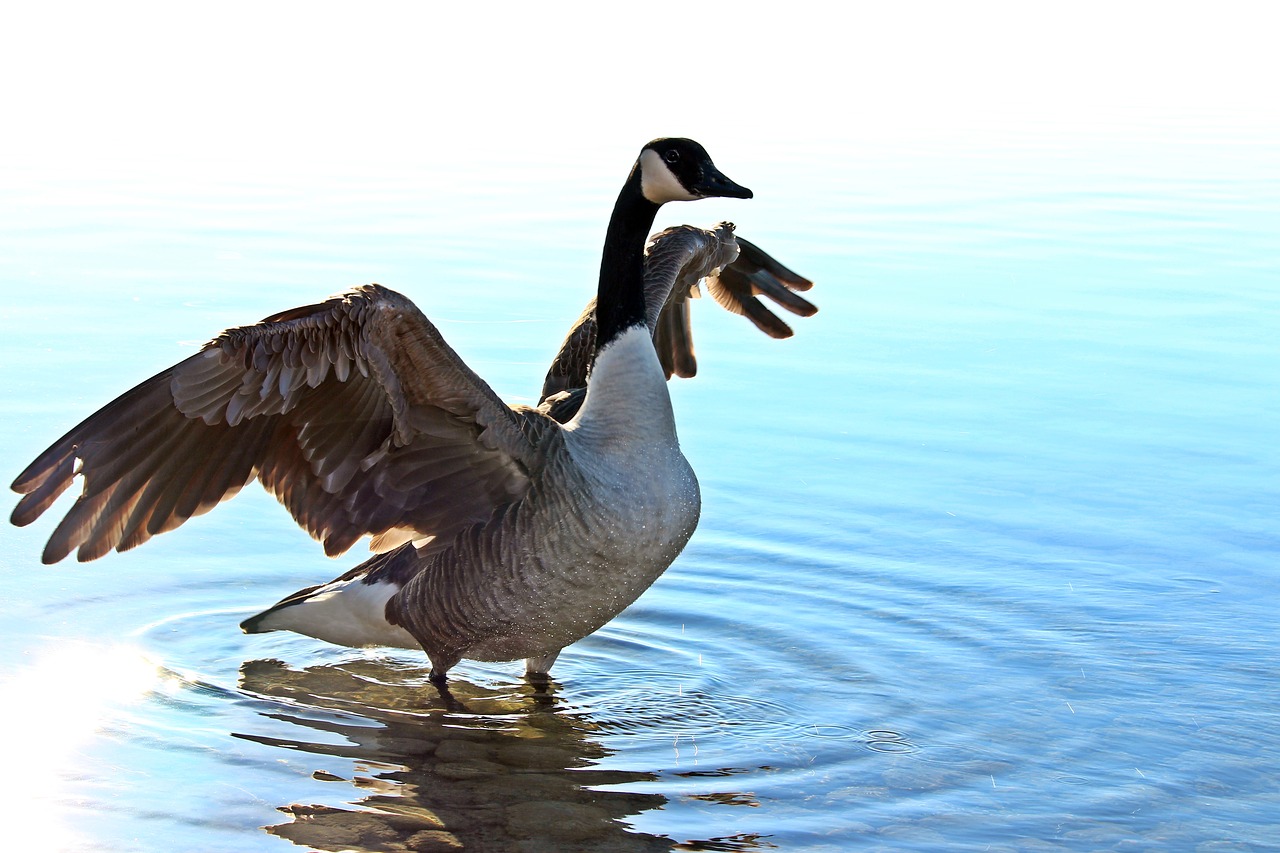 lake goose water free photo