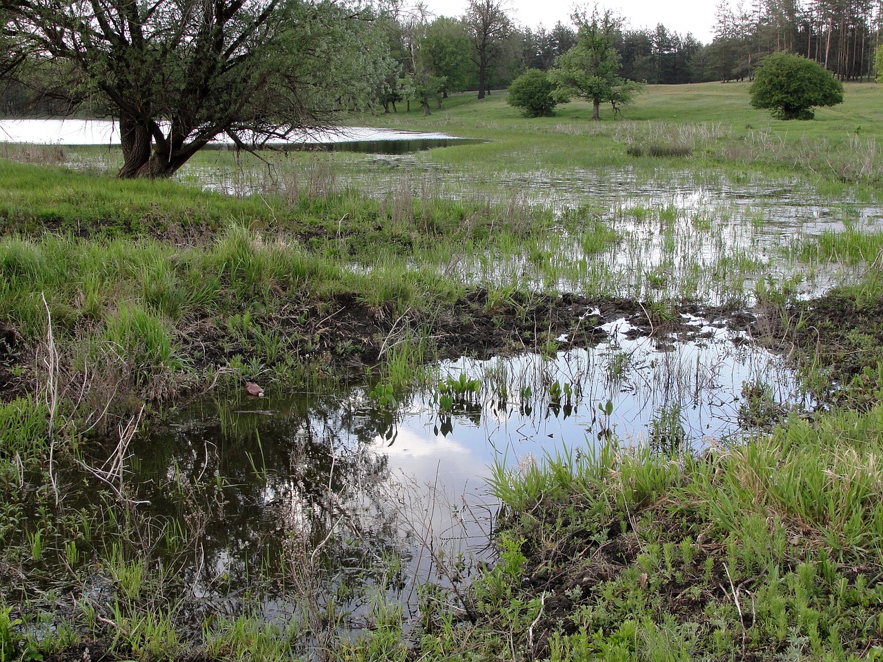 lake meadow nature free photo