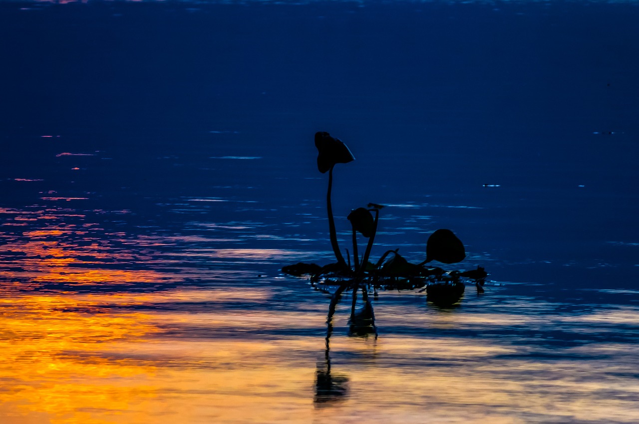 lake floating plant sunset free photo