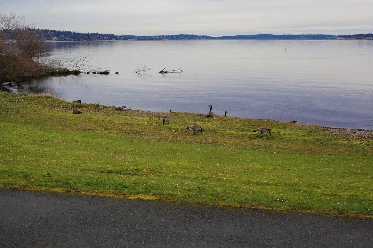 lake washington northwest free photo