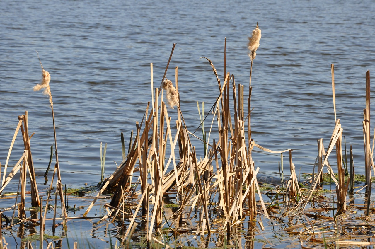 lake water vegetation free photo