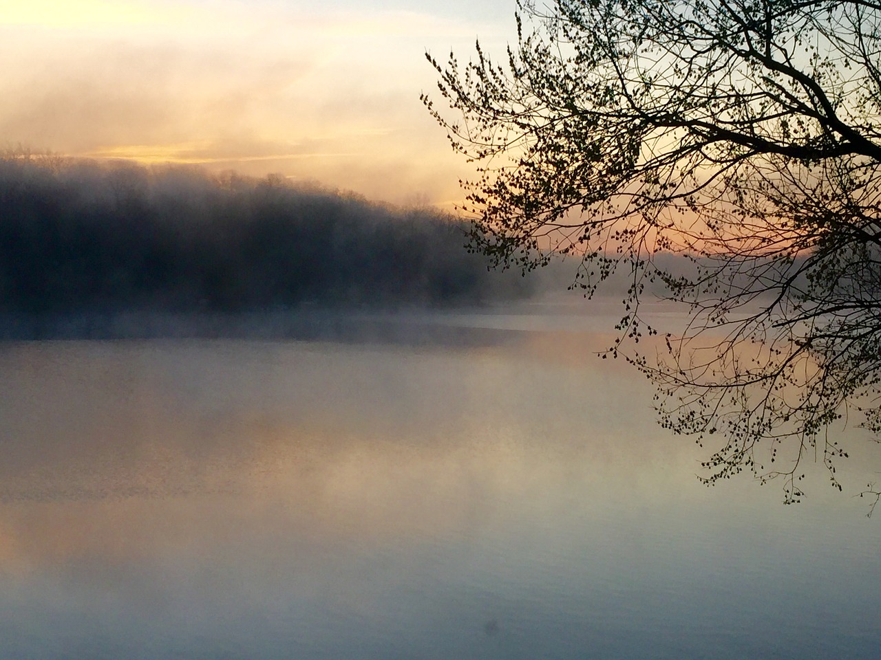 lake mist tree free photo