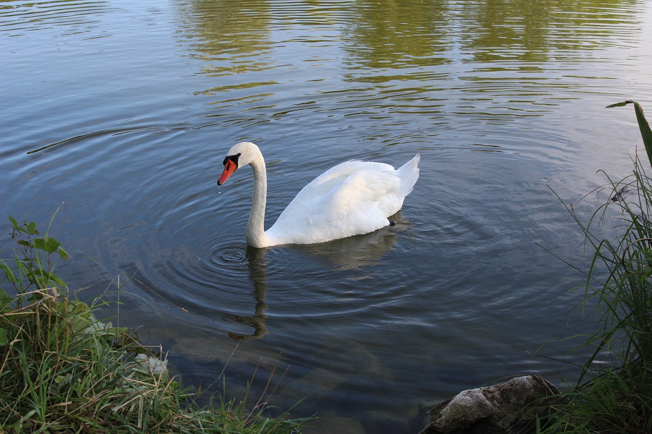 lake bird swan free photo