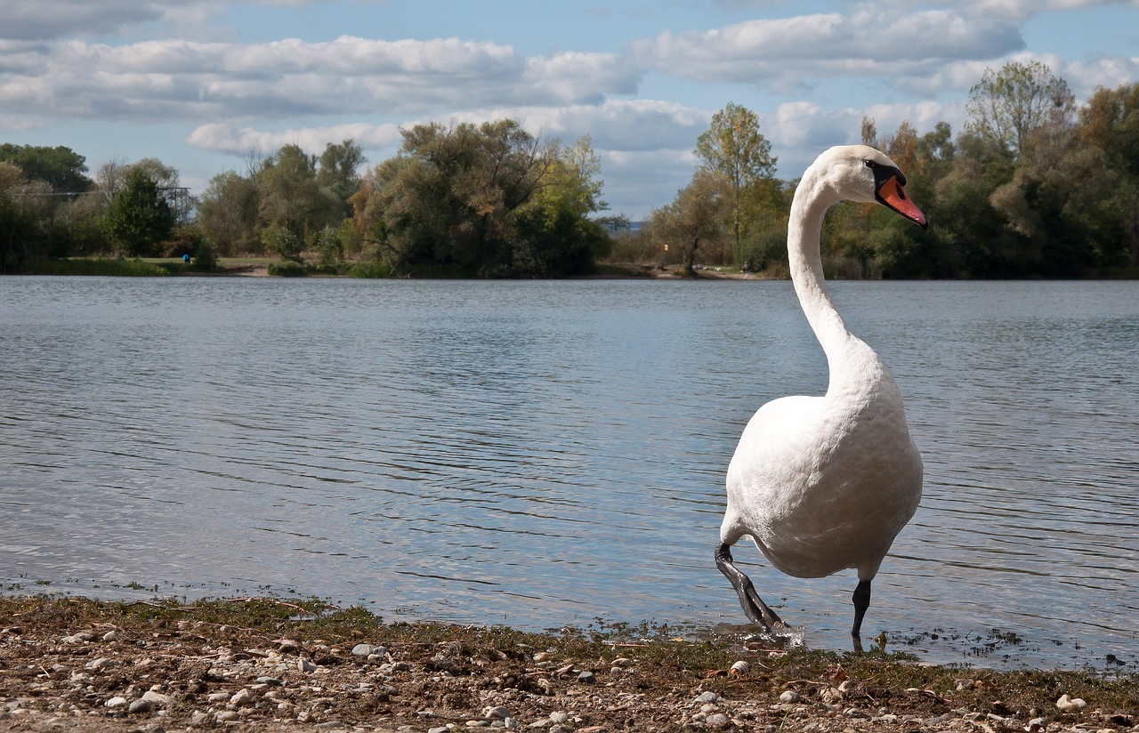 lake swans nature free photo