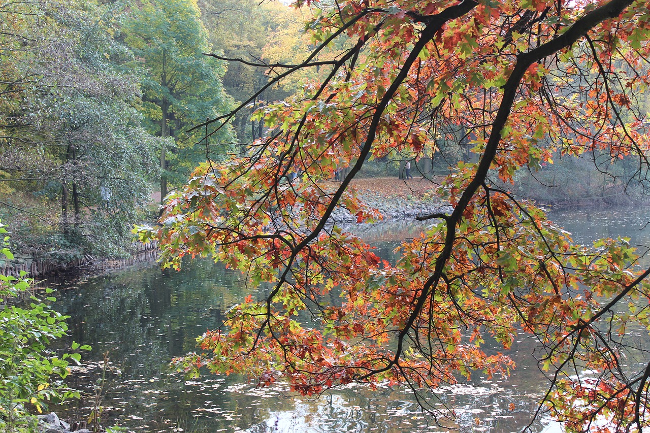 lake tree water free photo