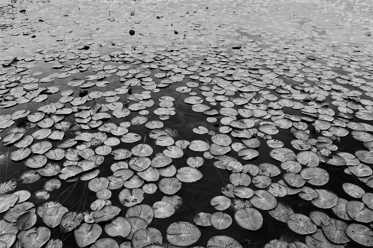 lake leaves texture free photo