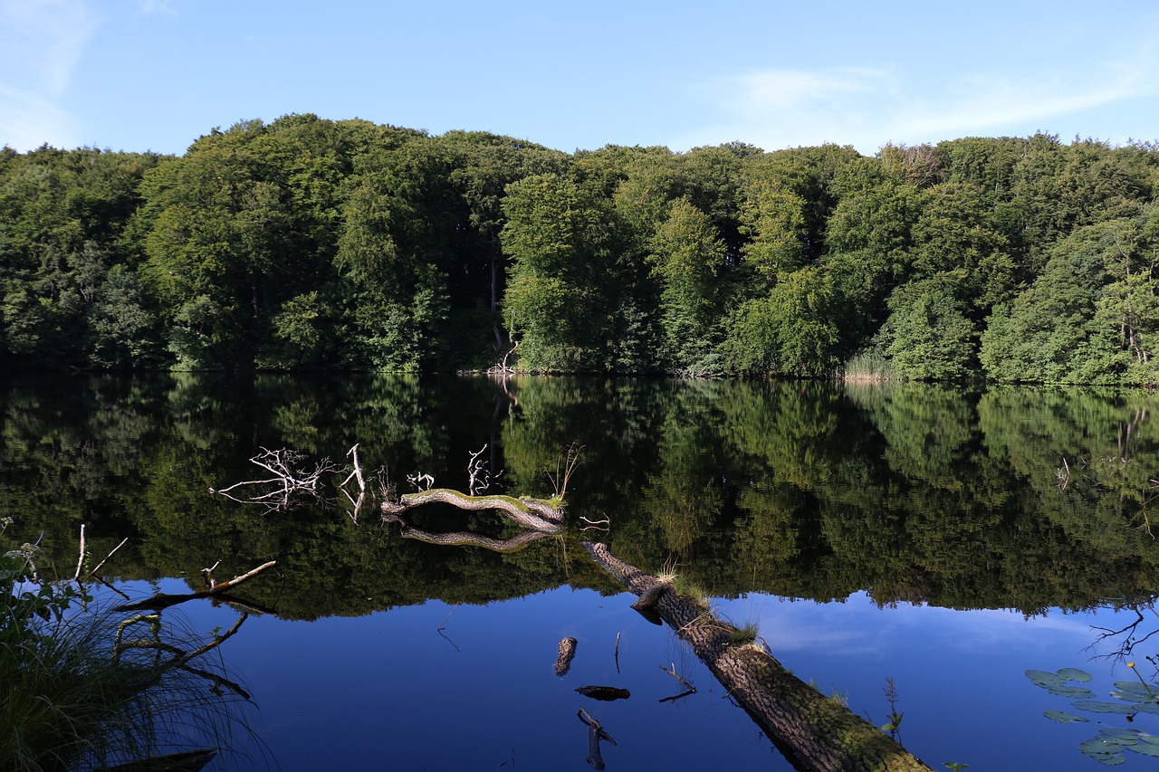 lake forest water free photo