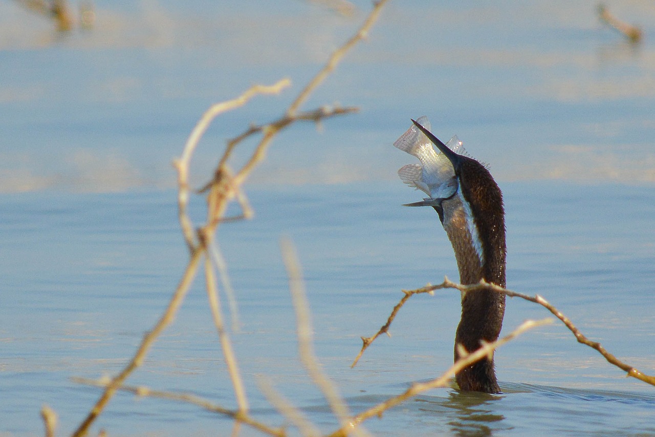 lake bird fish free photo