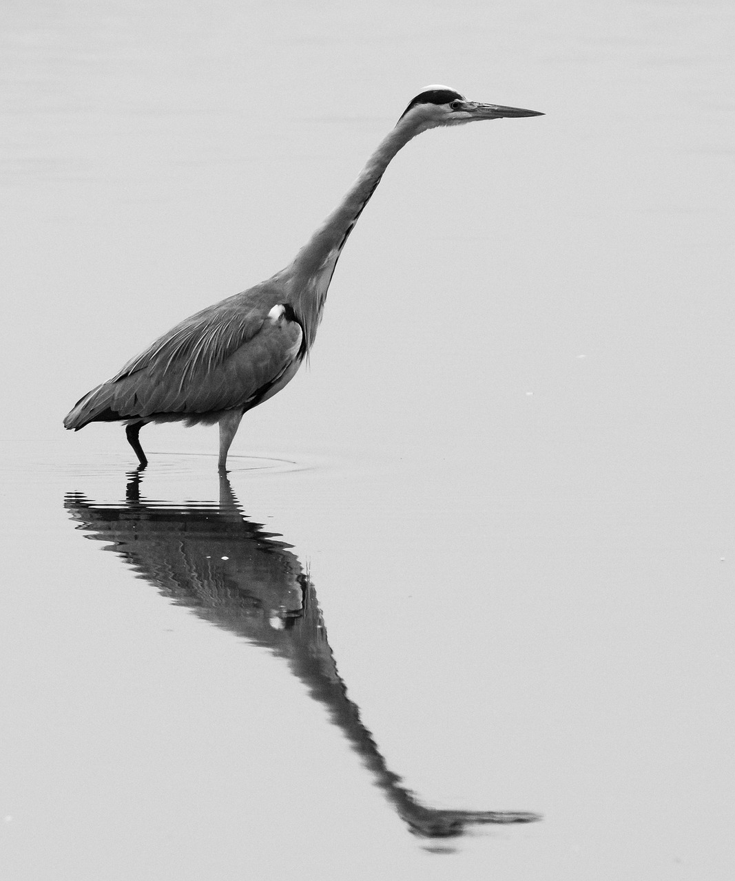 lake heron mirroring free photo