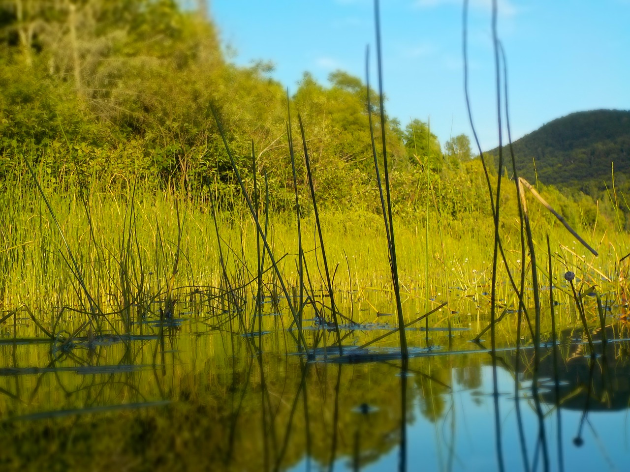 lake forest nature free photo