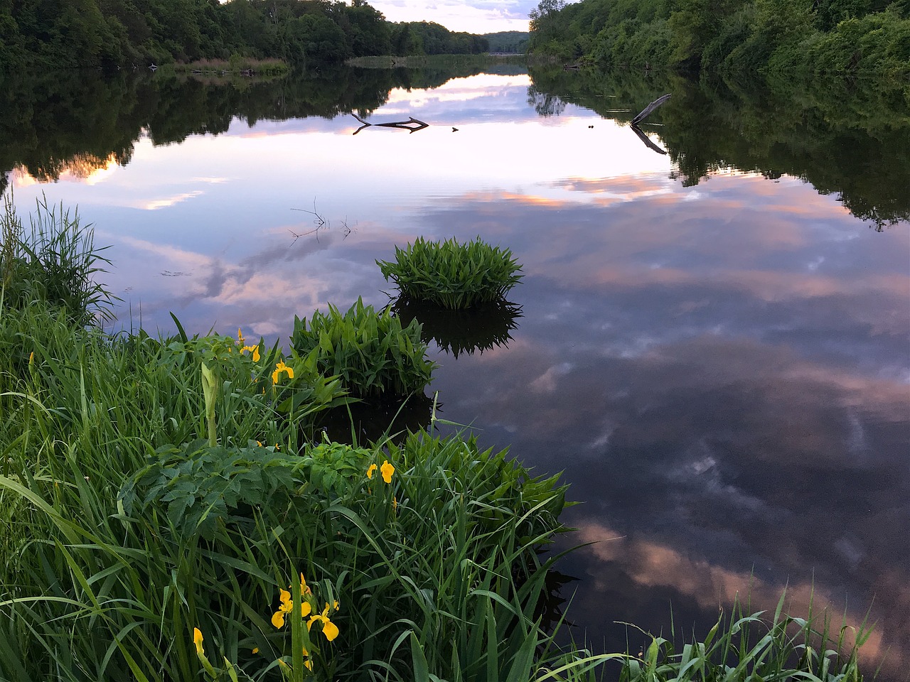 lake sunset flower free photo